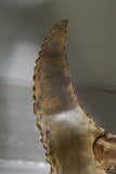 X Pair of Brass Fish Table Lamps