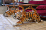 Imposing 1970's coffee table supported by a pair of ceramic tigers . Signed.