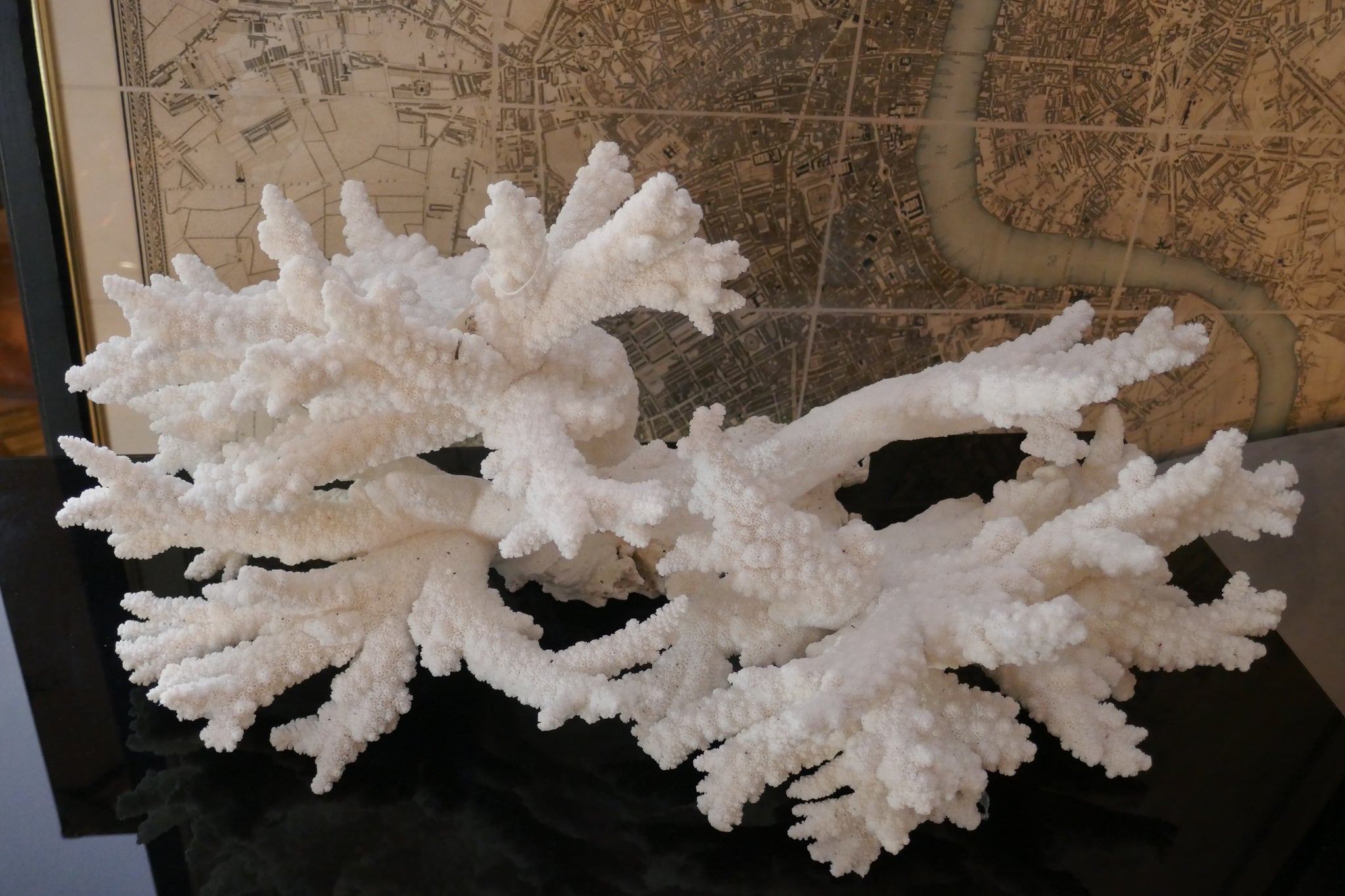 Large branch coral specimen.