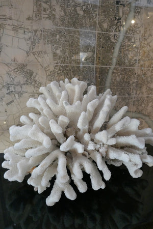 Large cats paw coral .