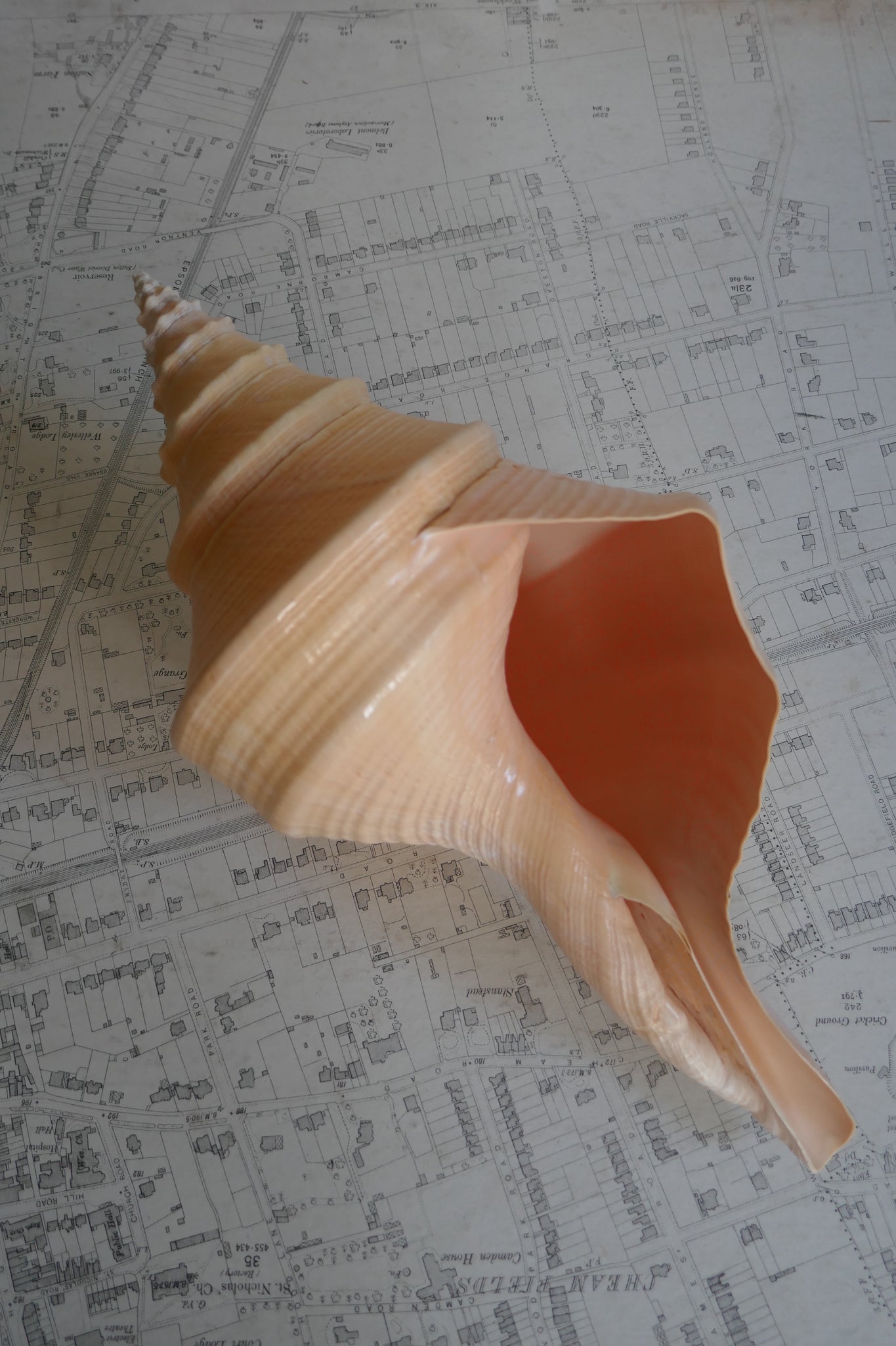 Large spyral shell