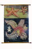 X Large linen backed wall chart of  a starfish , early 20th century.