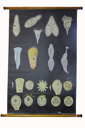 X Large linen backed wall chart of zoo plankton.