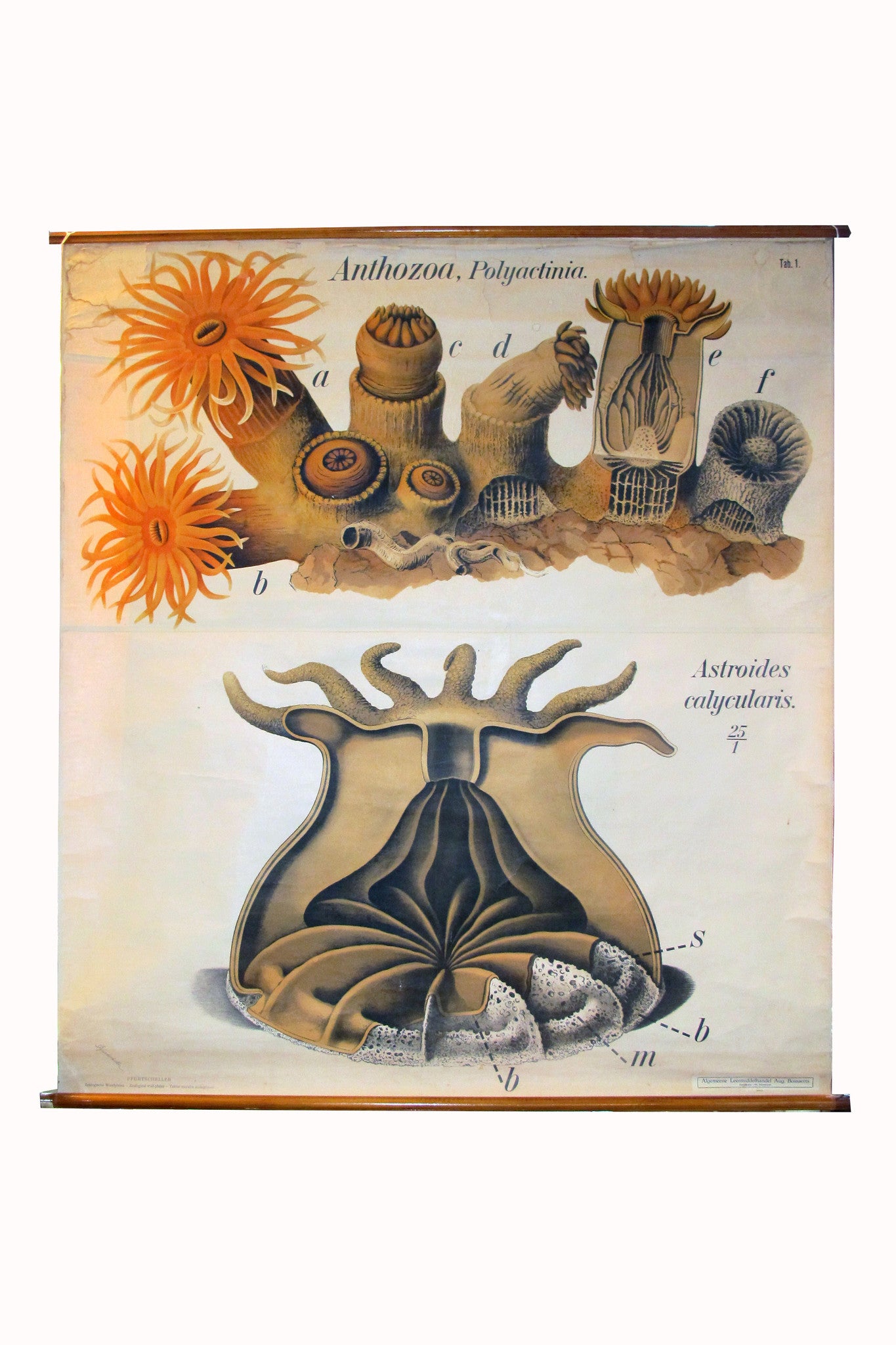 X Large linen backed wall chart of sea anemones , early 20th century.