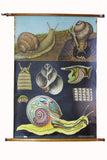 Large linen backed wall chart of snail , early 20th century.