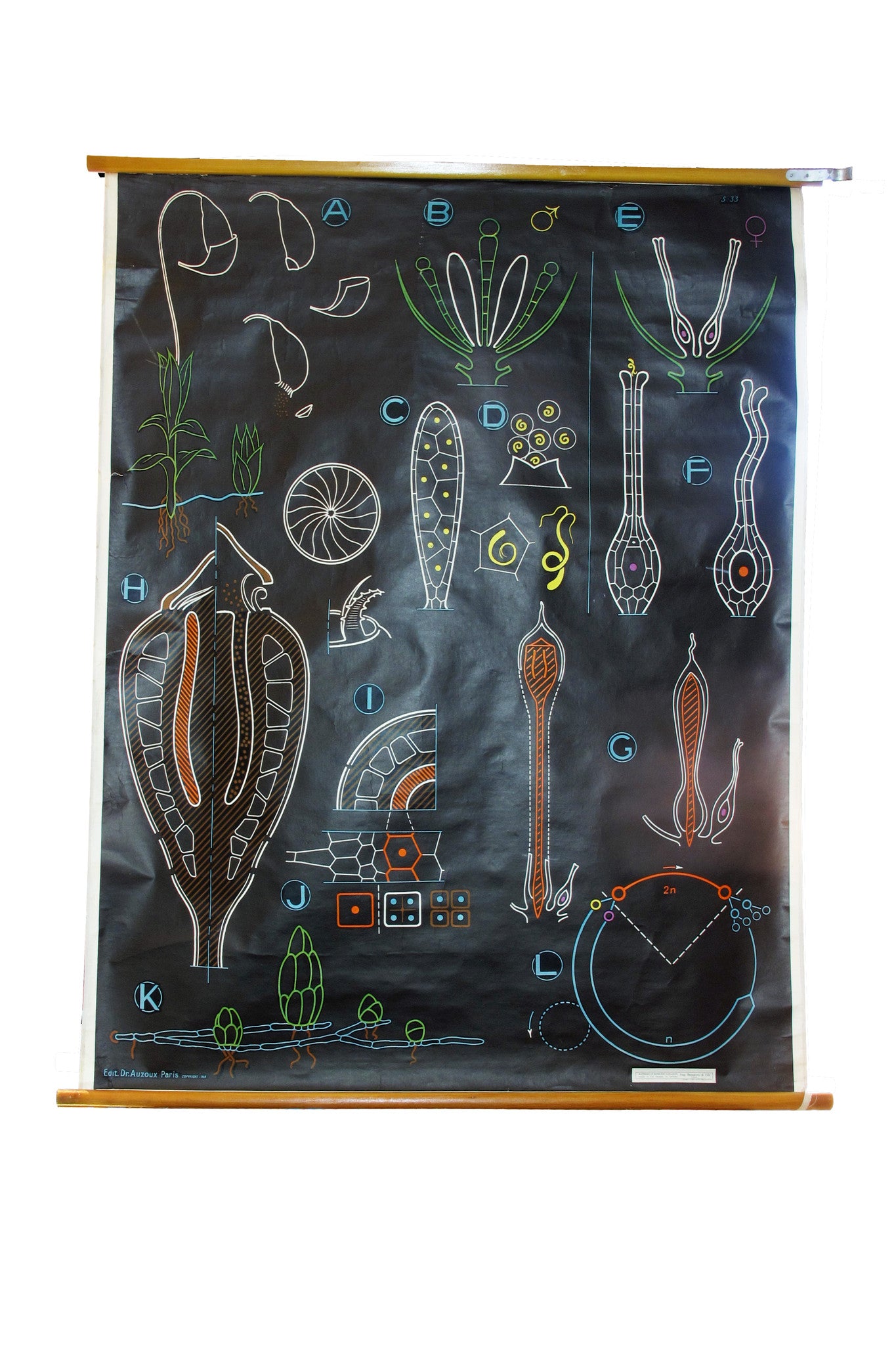 X Large linen backed wall chart of zooplankton , early 20th century.