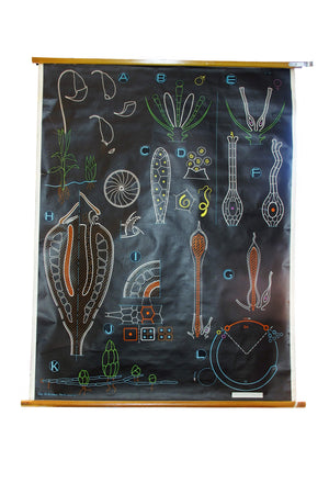 X Large linen backed wall chart of zooplankton , early 20th century.