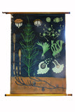 X Large linen backed wall chart of sea weed , early 20th century.