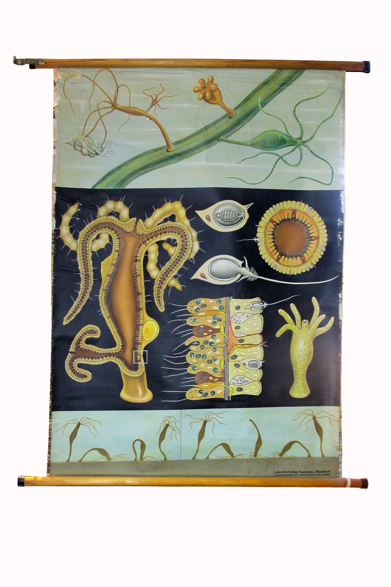 X Large linen backed wall chart of sea squirts , early 20th century.