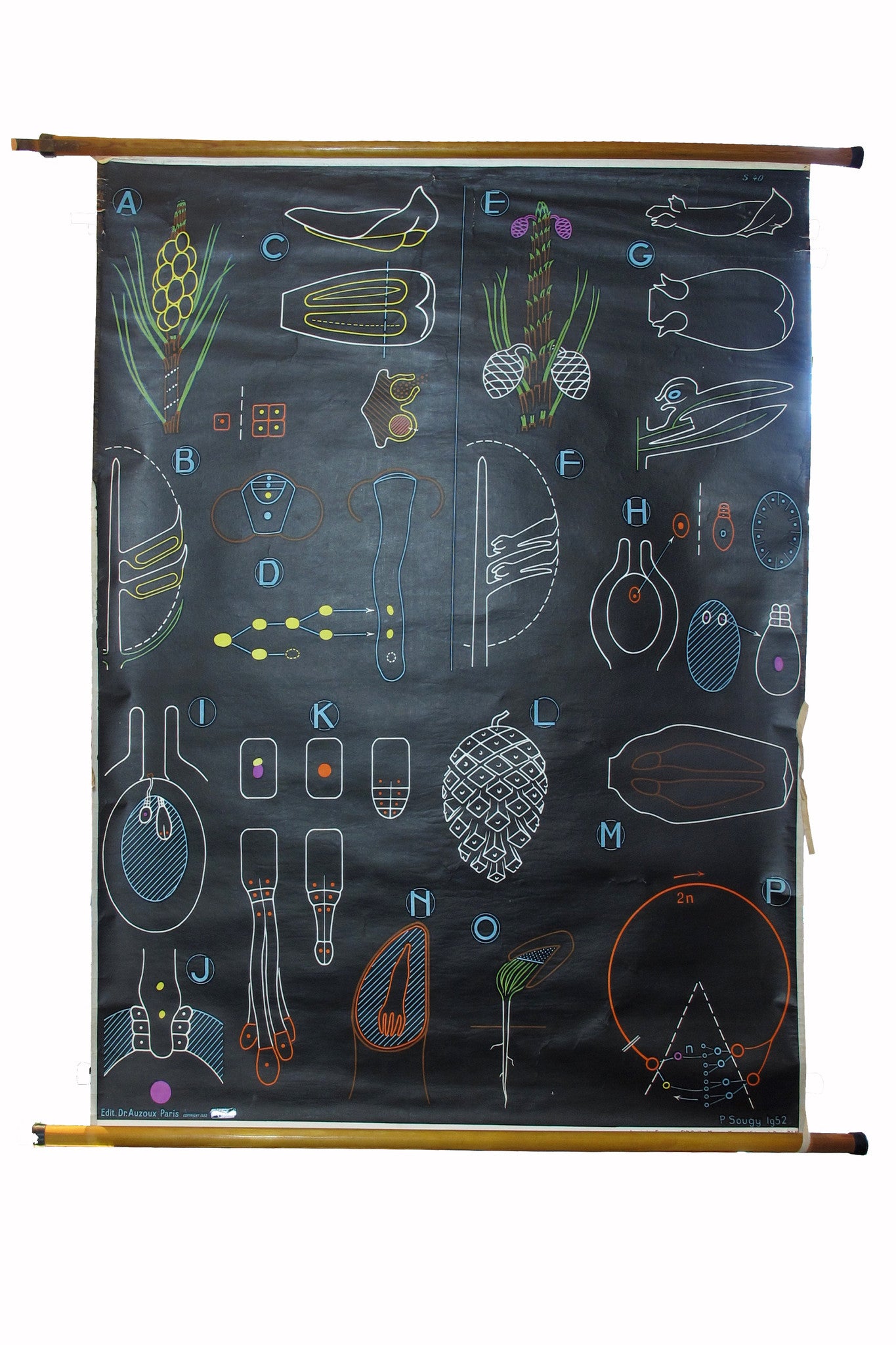 X Large linen backed wall chart of cells, early 20th century.