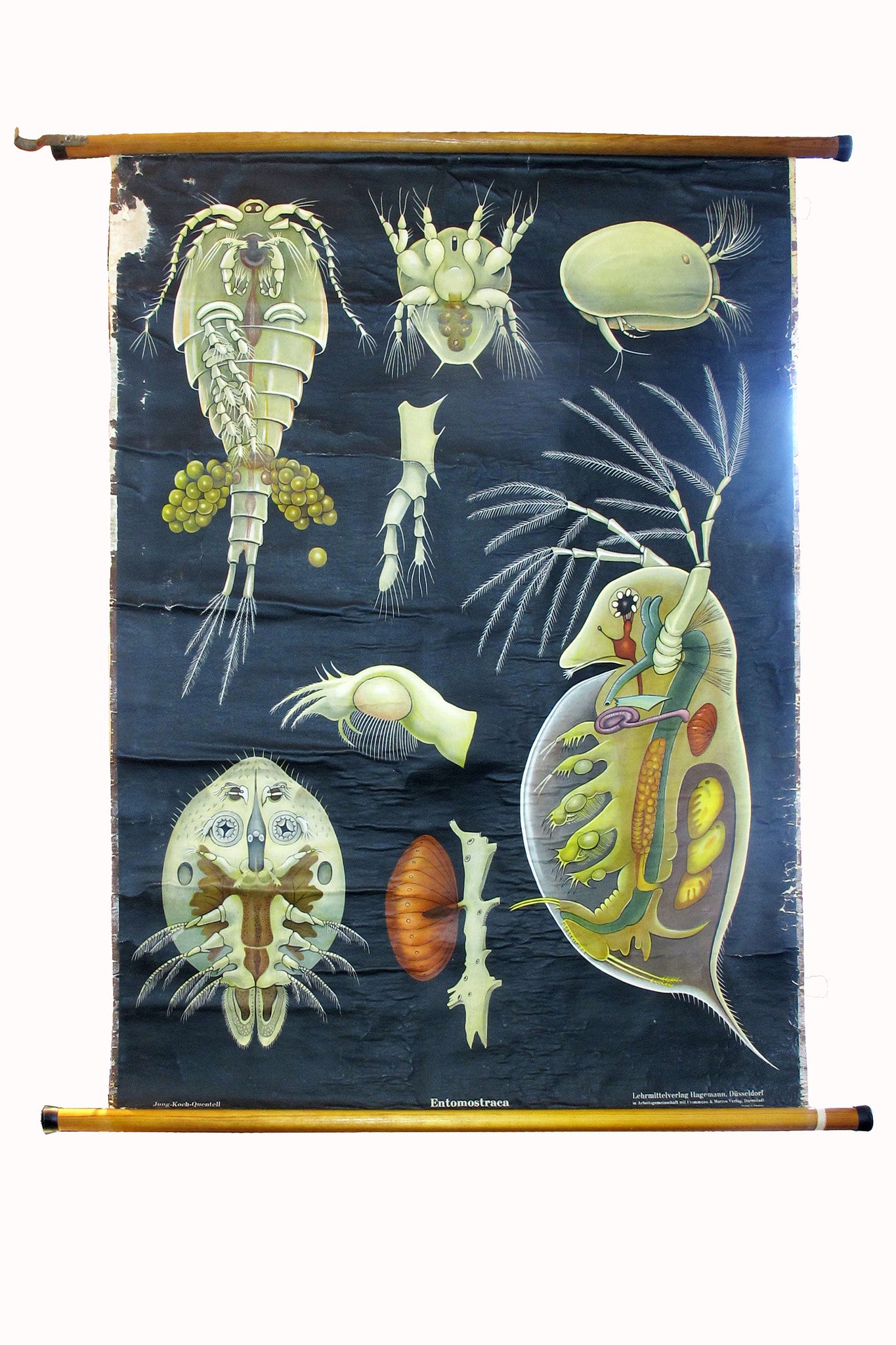 X Large linen backed wall chart of daphnia, early 20th century.