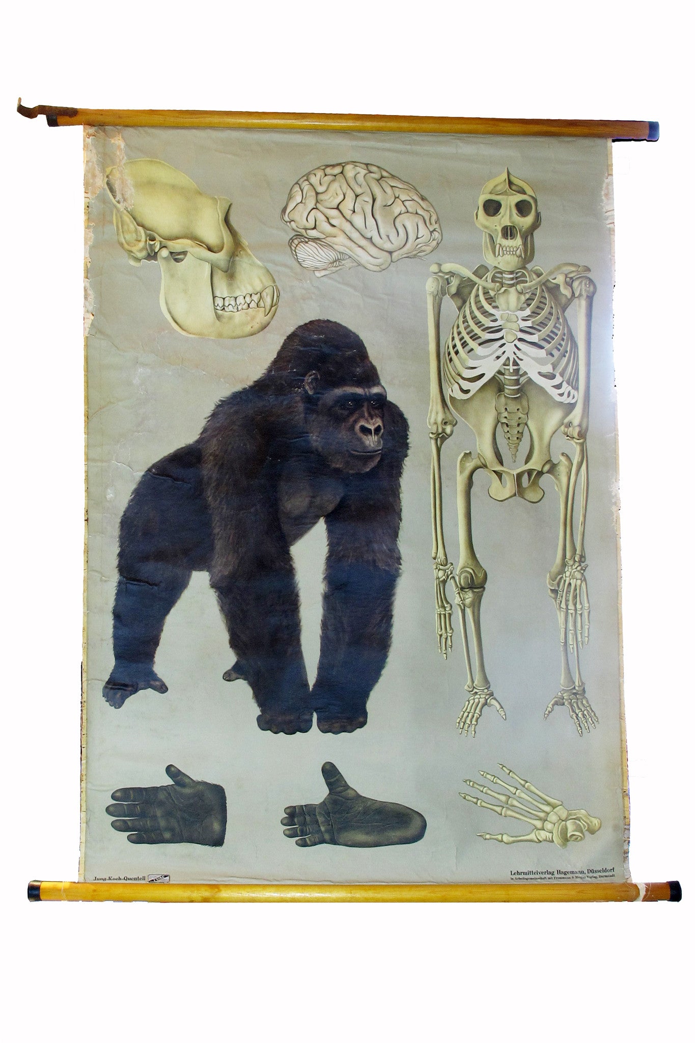 X Large linen backed wall chart of a study of a gorilla , early 20th century.