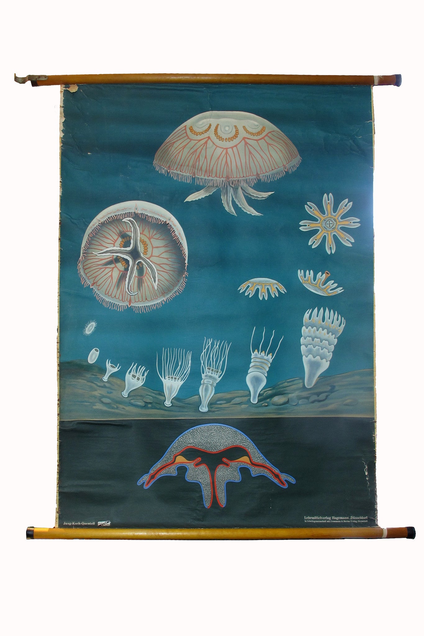 X Large linen backed wall chart of jellyfish , early 20th century.