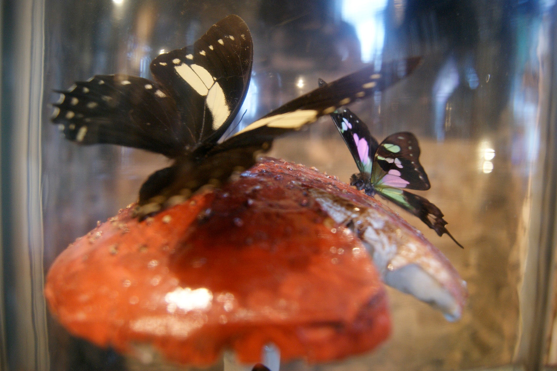Handmade Butterfly Dome