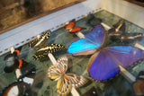 Selection of Butterflies in Antique Frame