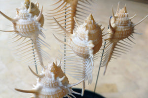Delicate Shells in Glass Dome