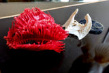 X Mounted Trout Skeleton with Preserved Gills