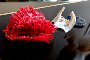 X Mounted Trout Skeleton with Preserved Gills