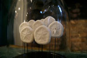 Sand Dollar Mounted in a Glass Dome