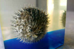 X Unusual Lighter with Encased Pufferfish