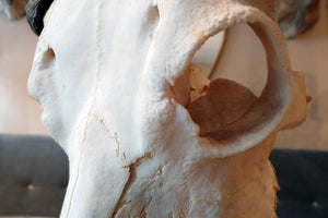 X Impressive Mounted Buffalo Skull