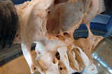 X Impressive Mounted Buffalo Skull