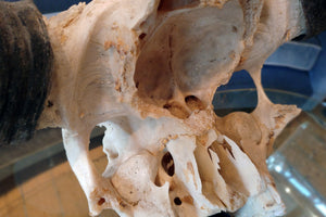 X Impressive Mounted Buffalo Skull