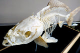 X Mounted Trout Skeleton with Preserved Gills
