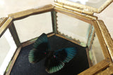 Decorative Box Containing a Butterfly