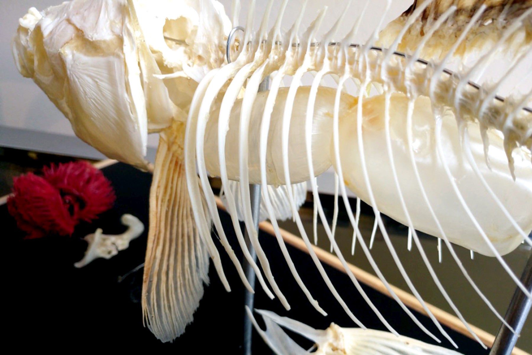X Mounted Trout Skeleton with Preserved Gills
