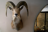 X Matching Pair of Taxidermy Mountain Goats