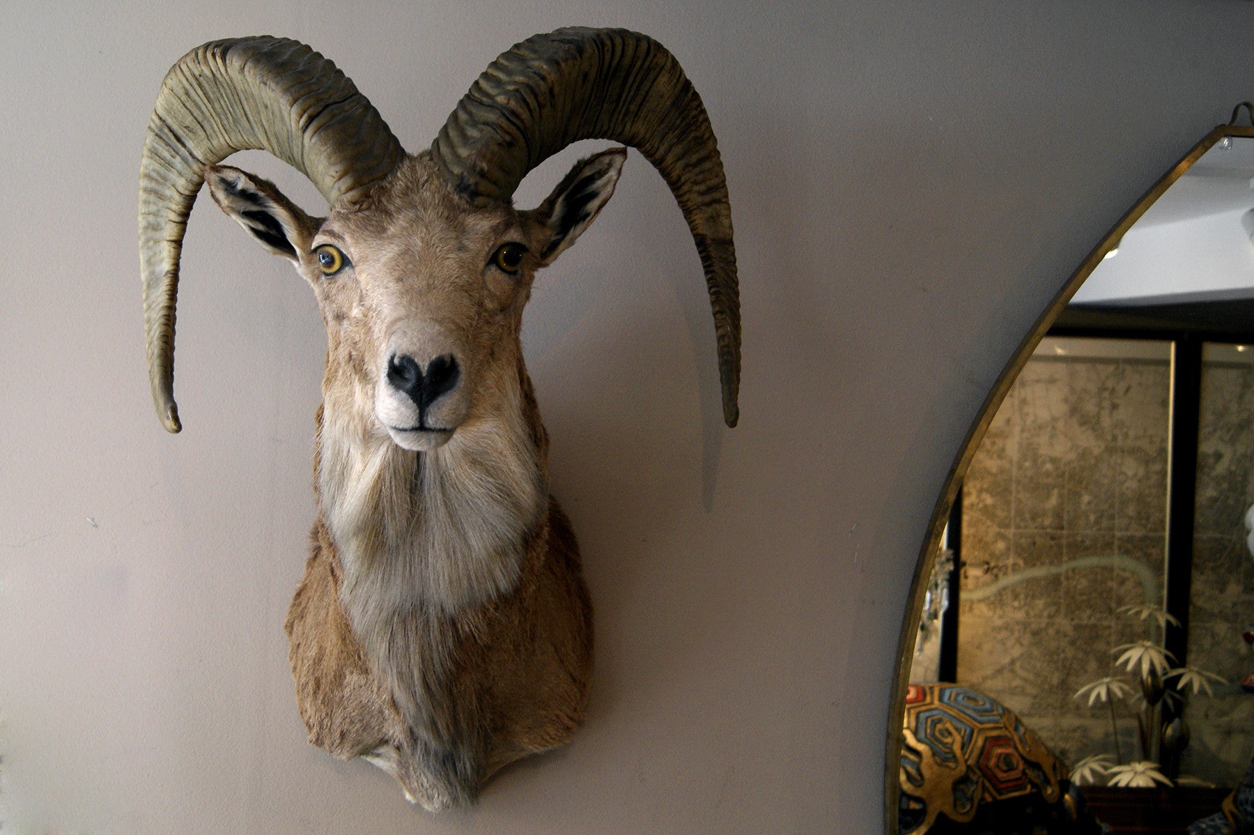 X Matching Pair of Taxidermy Mountain Goats