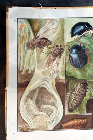 Antique School Poster - Bugs