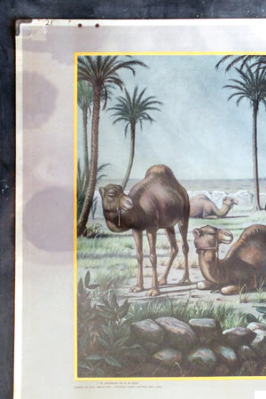 Antique School Poster - Camel