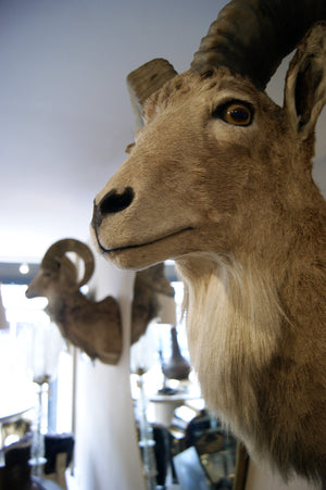 X Matching Pair of Taxidermy Mountain Goats
