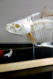 X Mounted Trout Skeleton with Preserved Gills