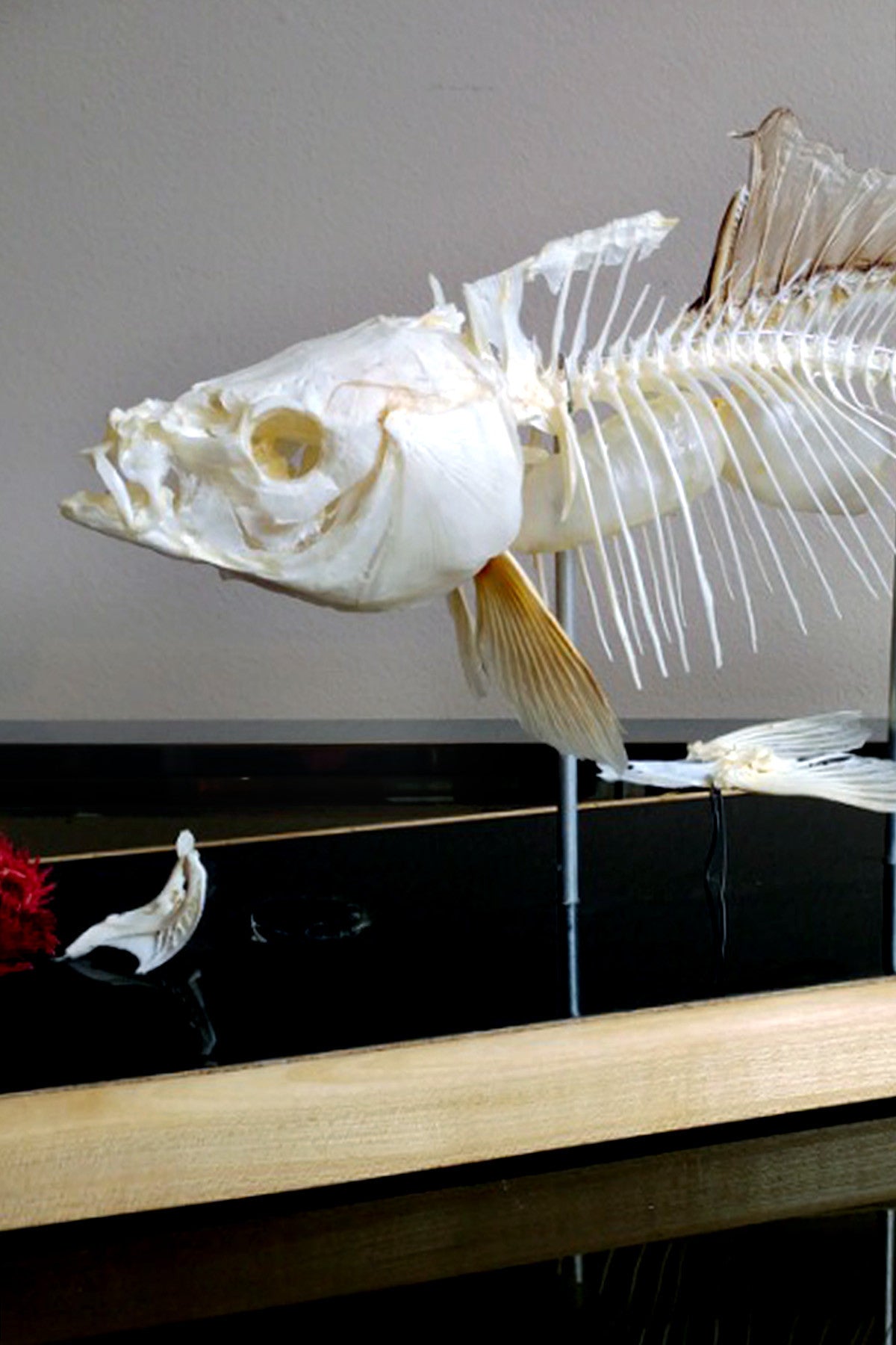 X Mounted Trout Skeleton with Preserved Gills