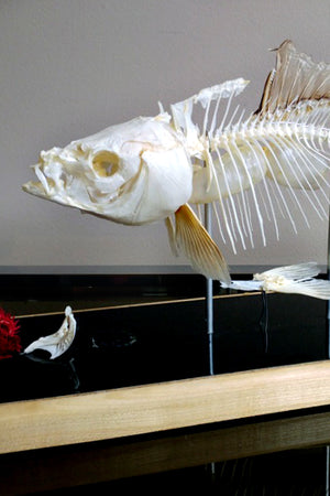 X Mounted Trout Skeleton with Preserved Gills