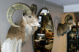 X Matching Pair of Taxidermy Mountain Goats