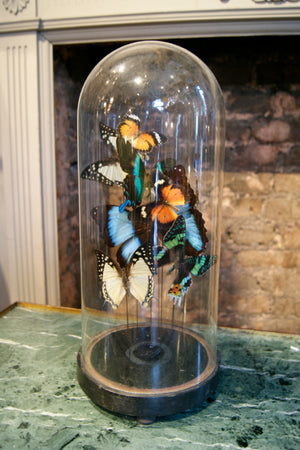 X Large Handmade Butterfly Dome with Antique Base