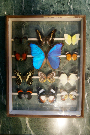 Selection of Butterflies in Antique Frame