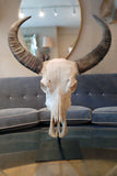 X Impressive Mounted Buffalo Skull