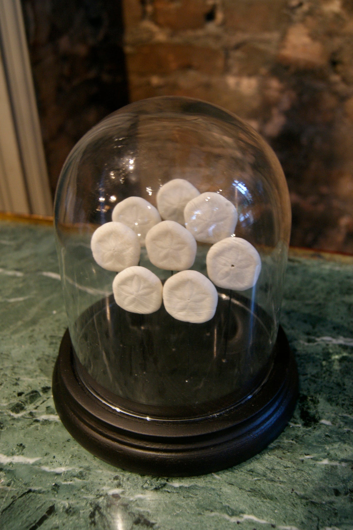 Sand Dollar Mounted in a Glass Dome