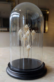 Delicate Shells in Glass Dome