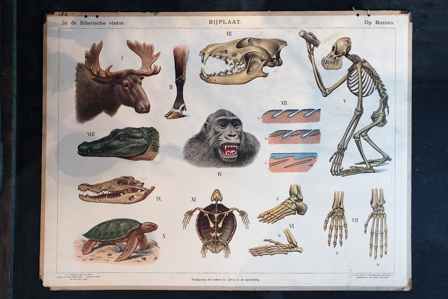 Antique School Poster - Animals