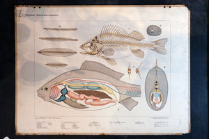 Antique School Poster - Fish
