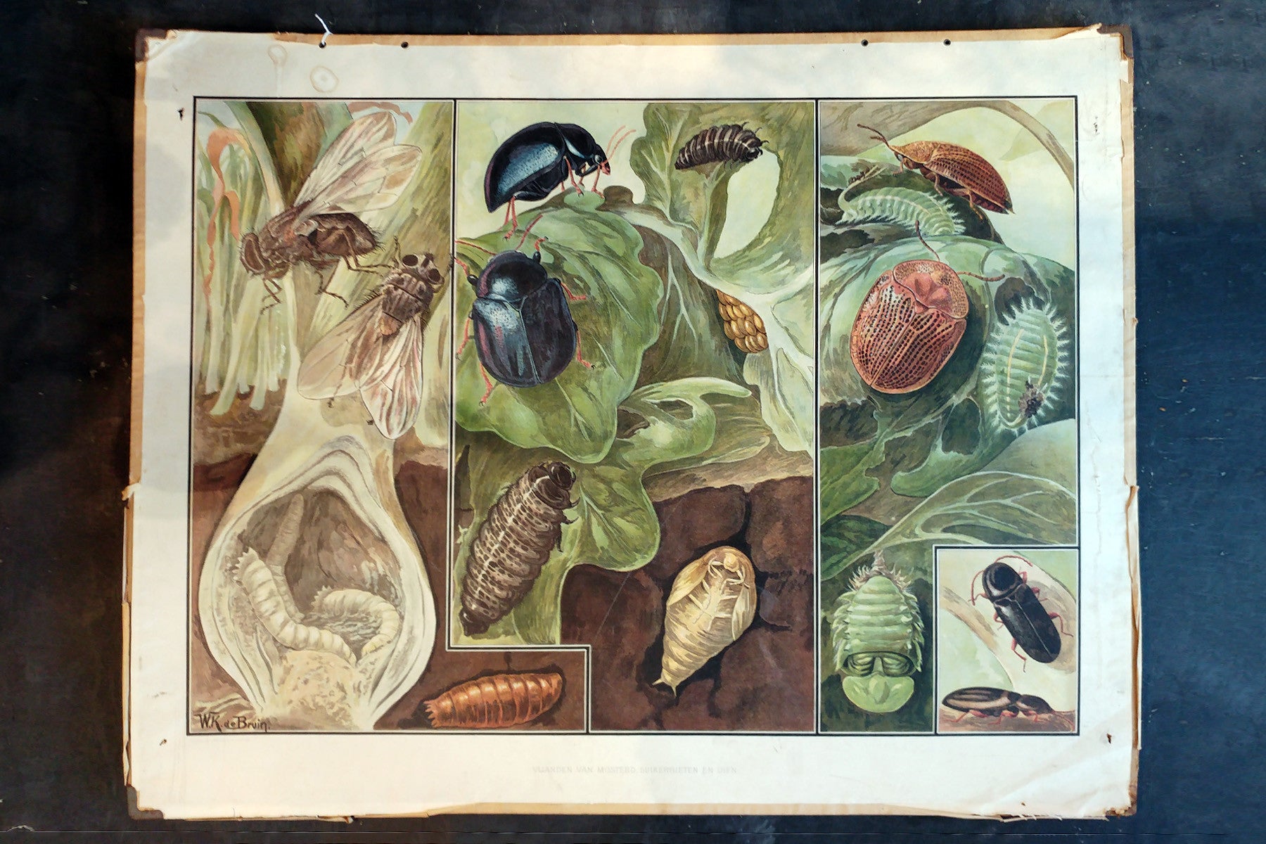 Antique School Poster - Bugs