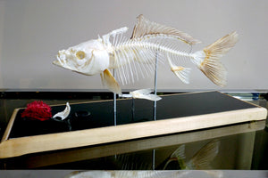X Mounted Trout Skeleton with Preserved Gills