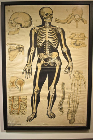 Early 20th century Framed Human Skeleton Anatomy Poster