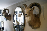 X Matching Pair of Taxidermy Mountain Goats